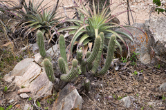 Cleistocactus micropetalus