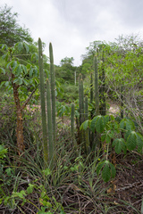 Cleistocactus micropetalus