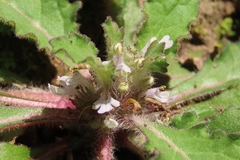 Ajuga taiwanensis