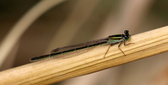 Ischnura senegalensis