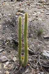 Cleistocactus micropetalus