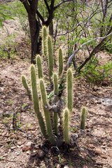 Cleistocactus micropetalus