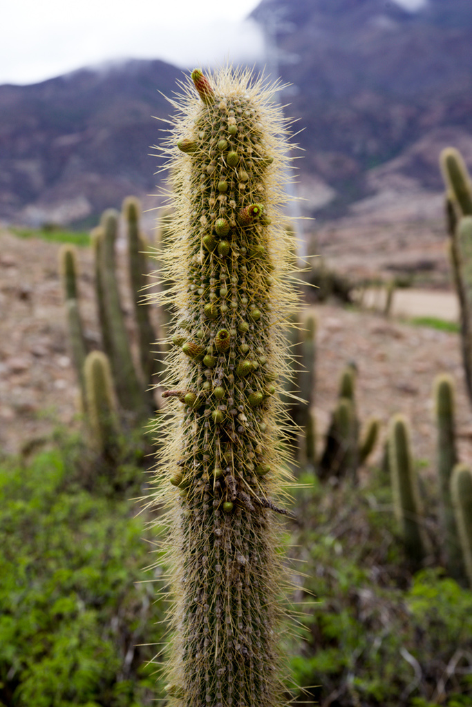Cleistocactus crassicaulis