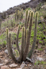 Cleistocactus micropetalus
