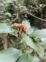 粗糠柴