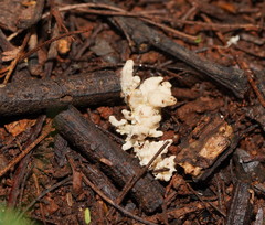 Cordyceps cranstounii