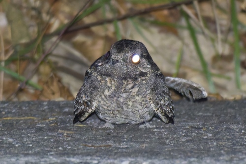 Savanna Nightjar (Caprimulgus affinis), photo 6