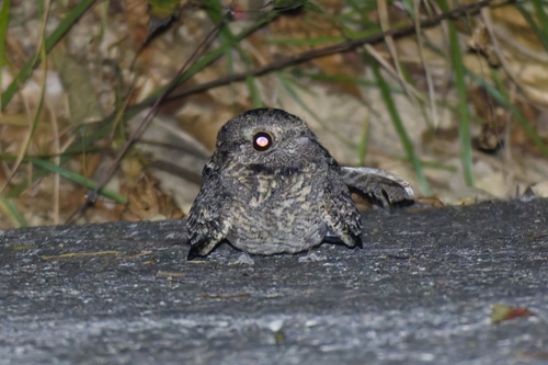 Savanna Nightjar (Caprimulgus affinis), photo 7