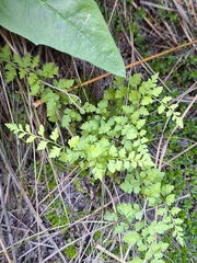 Cystopteris tasmanica, photograph (c) Oscar Dove, some rights reserved (CC BY)