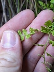 Cystopteris tasmanica, photograph (c) Oscar Dove, some rights reserved (CC BY)