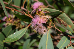 Eucalyptus albopurpurea
