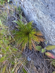 Aciphylla montana, photograph (c) Oscar Dove, some rights reserved (CC BY)
