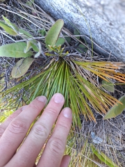 Aciphylla montana, photograph (c) Oscar Dove, some rights reserved (CC BY)