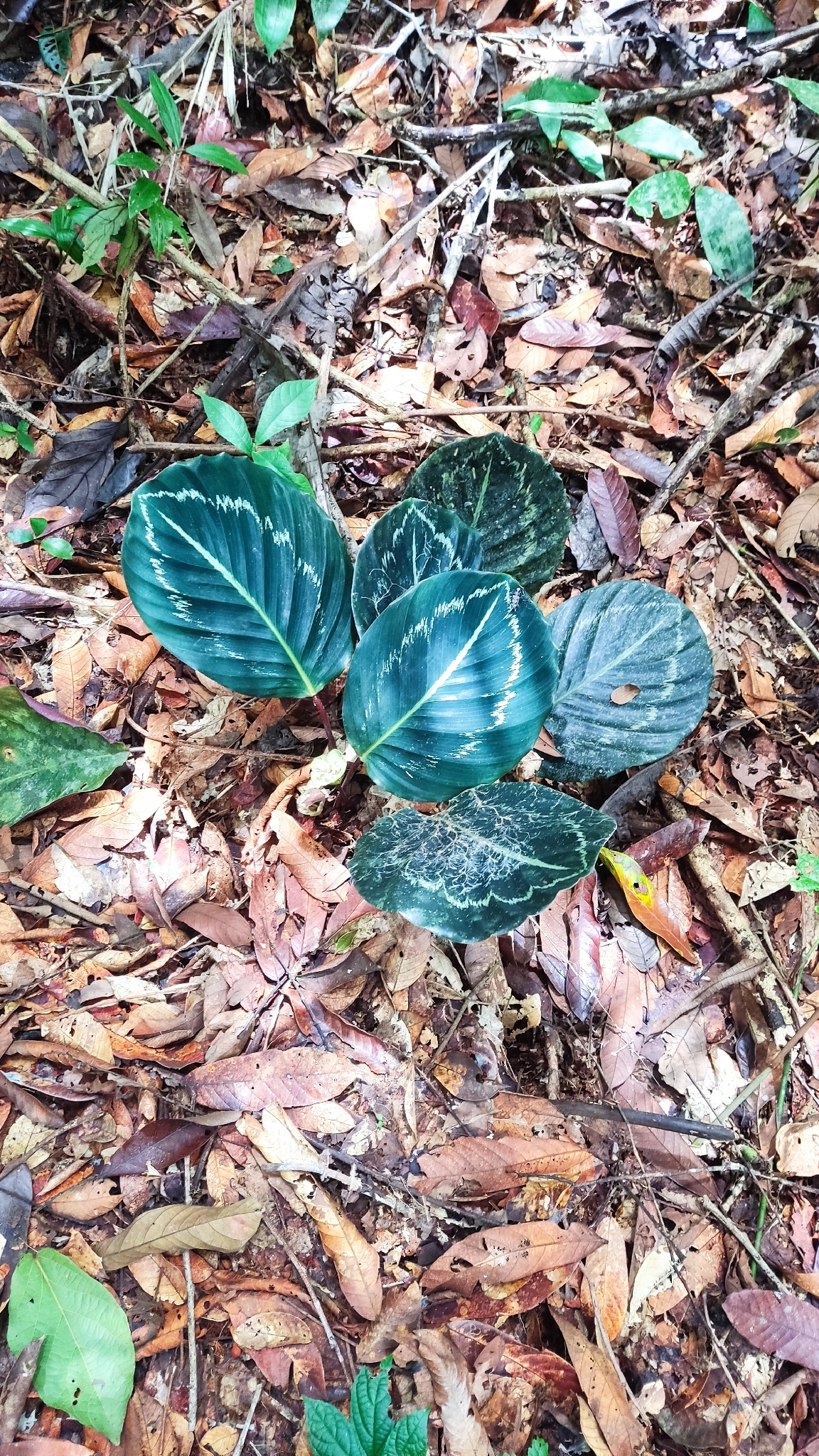 Calathea