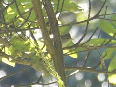 Erpornis zantholeuca