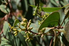Eucalyptus albopurpurea