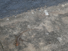 Trachylepis wahlbergii