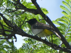 Pycnonotus barbatus tricolor
