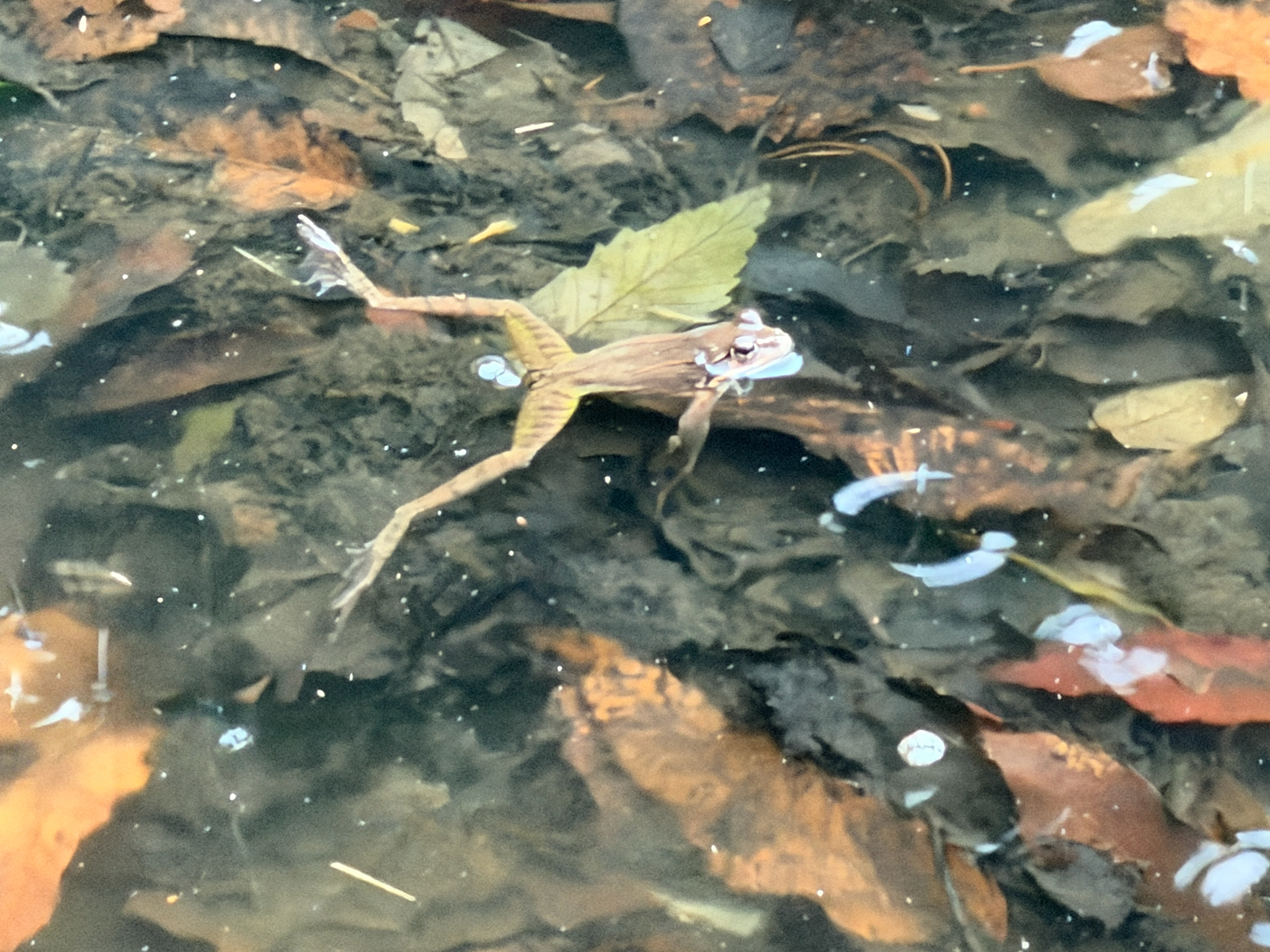 Montane Brown Frog, Rana ornativentris