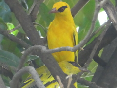 Oriolus auratus