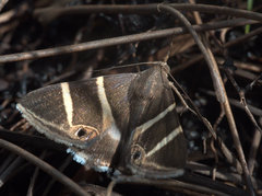 Grammodes oculicola