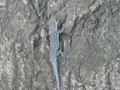 Lygodactylus chobiensis