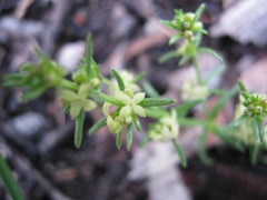 Galium gaudichaudii