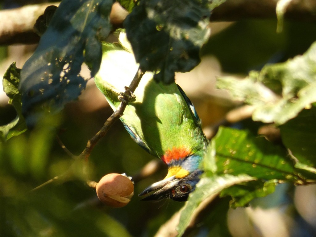 Chinese Barbet