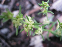 Galium gaudichaudii