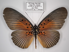 Pseudacraea eurytus eurytus