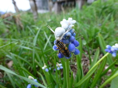 Helophilus pendulus