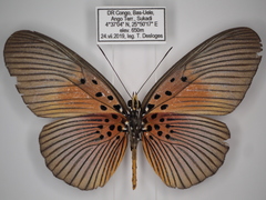 Pseudacraea eurytus eurytus