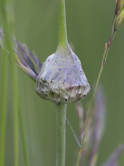 Allium cepa