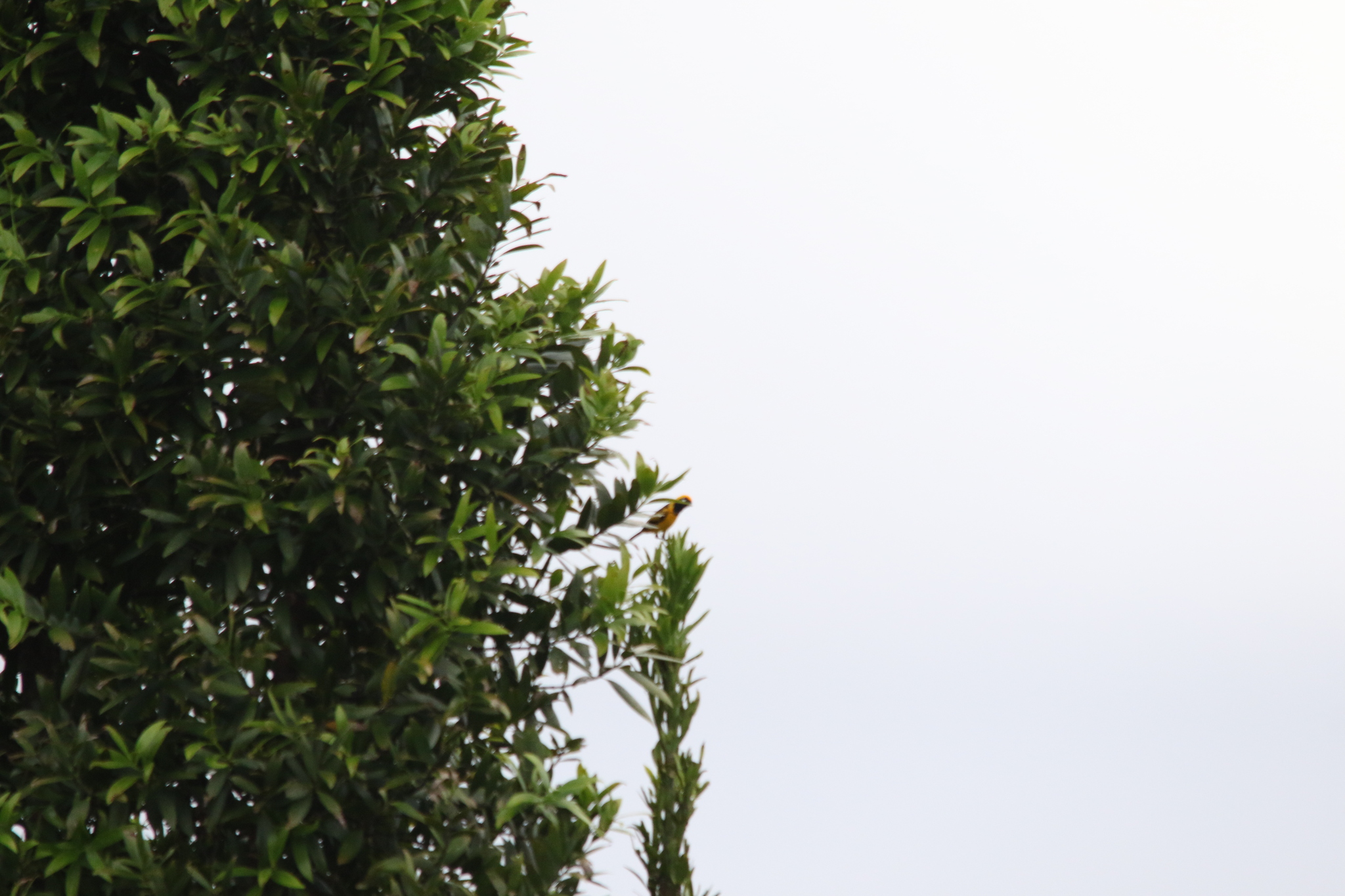 Golden Monarch (Carterornis chrysomela), photo 2