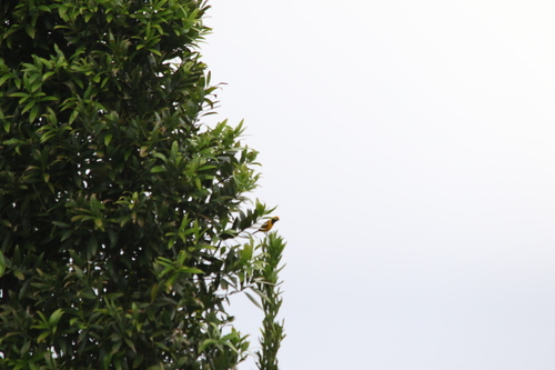 Golden Monarch (Carterornis chrysomela), photo 5