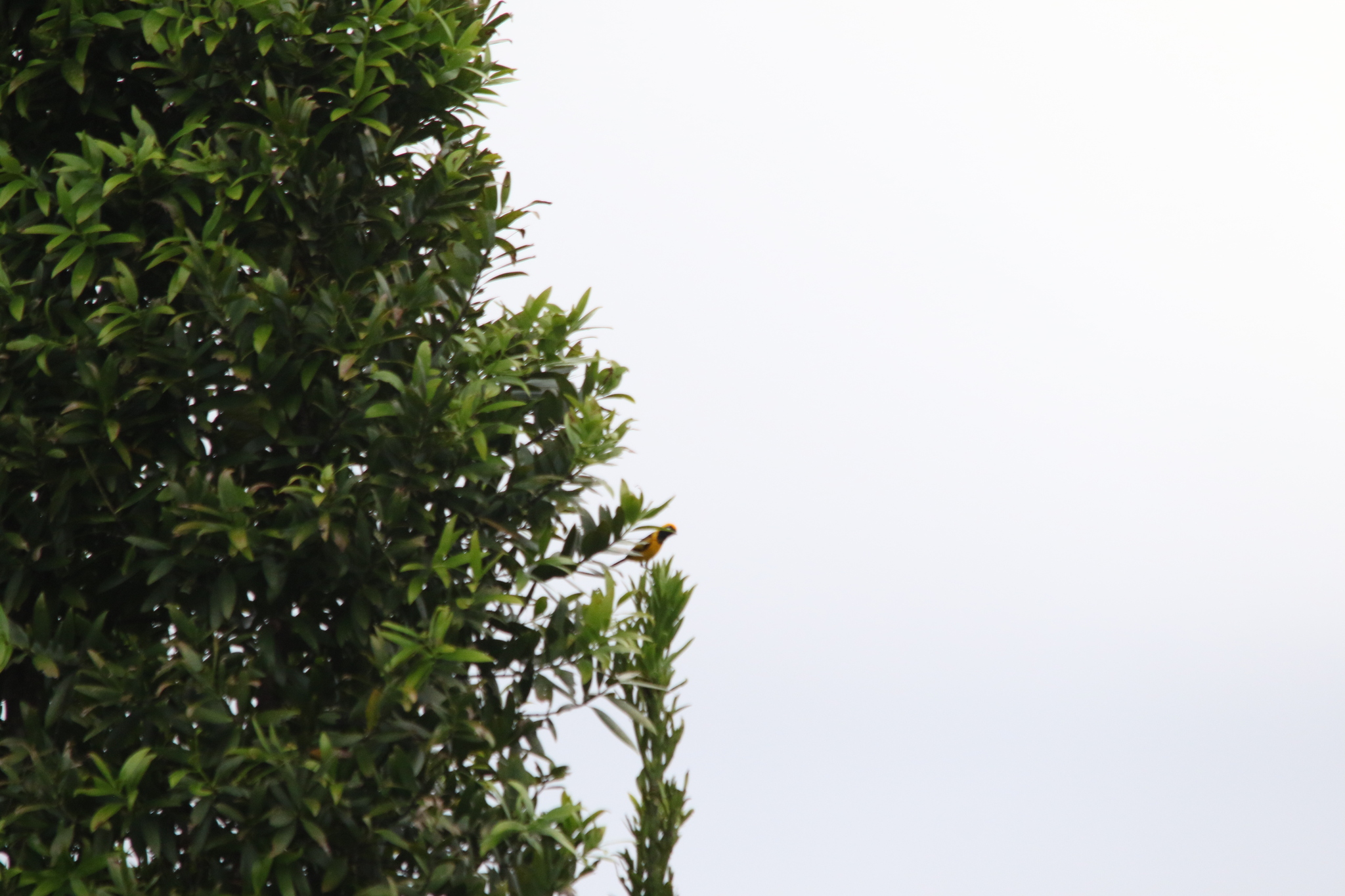 Golden Monarch (Carterornis chrysomela), photo 3