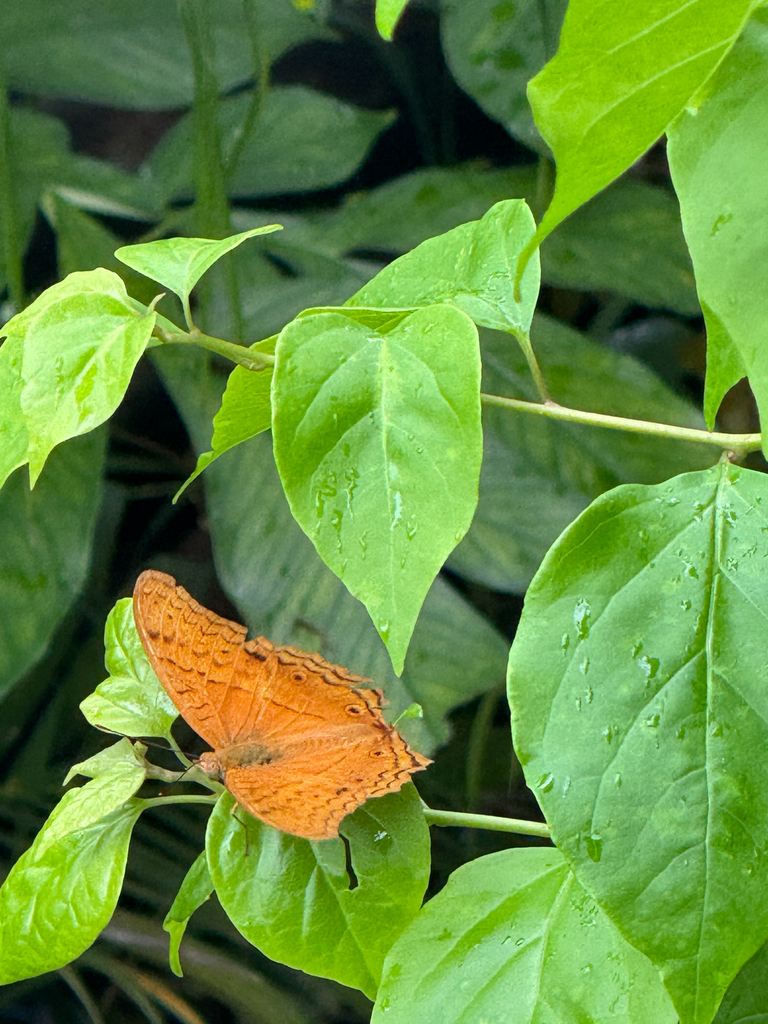 Vindula deione (Vindula deione)