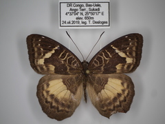 Euriphene saphirina saphirina