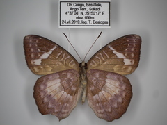 Euriphene saphirina saphirina