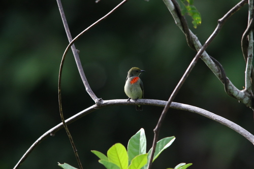Olive-crowned Flowerpecker (Dicaeum pectorale), photo 5