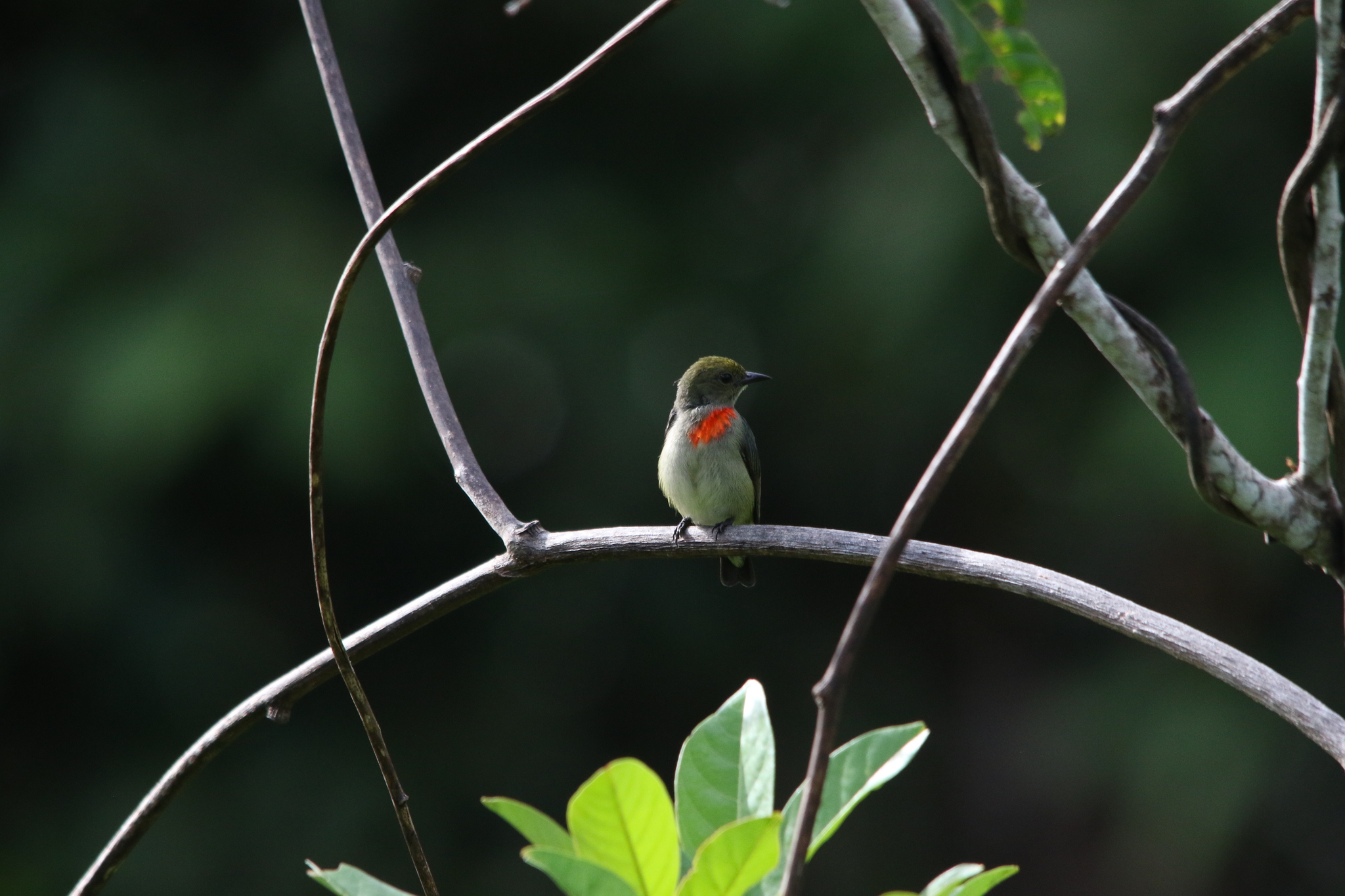 Olive-crowned Flowerpecker (Dicaeum pectorale), photo 8