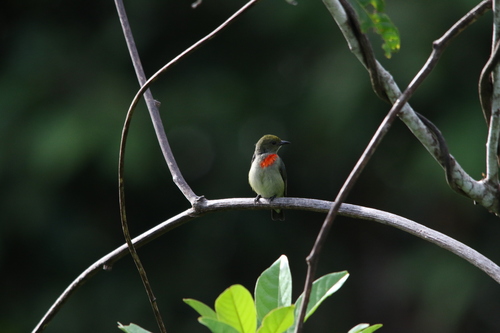 Olive-crowned Flowerpecker (Dicaeum pectorale), photo 6