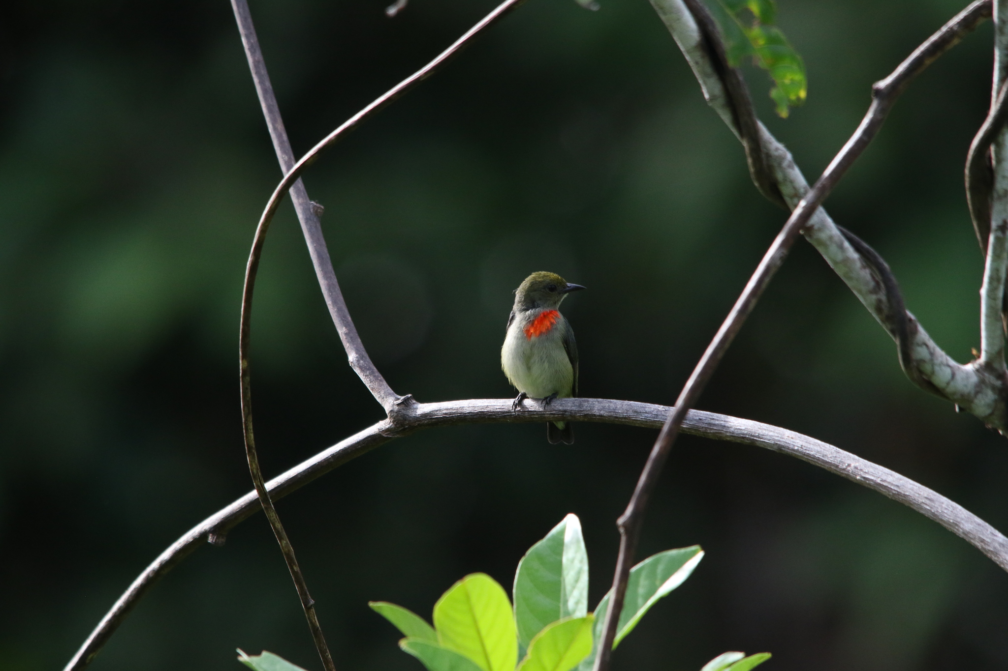 Olive-crowned Flowerpecker (Dicaeum pectorale), photo 9