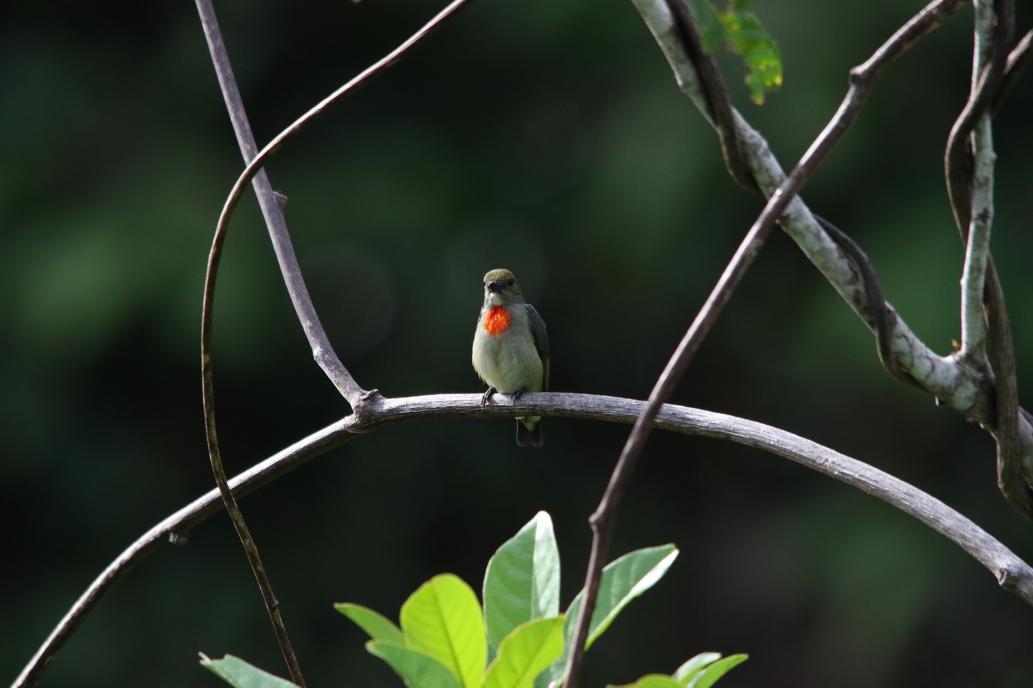 Olive-crowned Flowerpecker (Dicaeum pectorale), photo 10