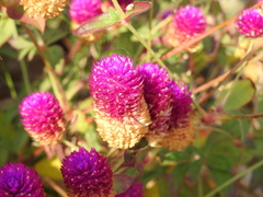 Gomphrena serrata