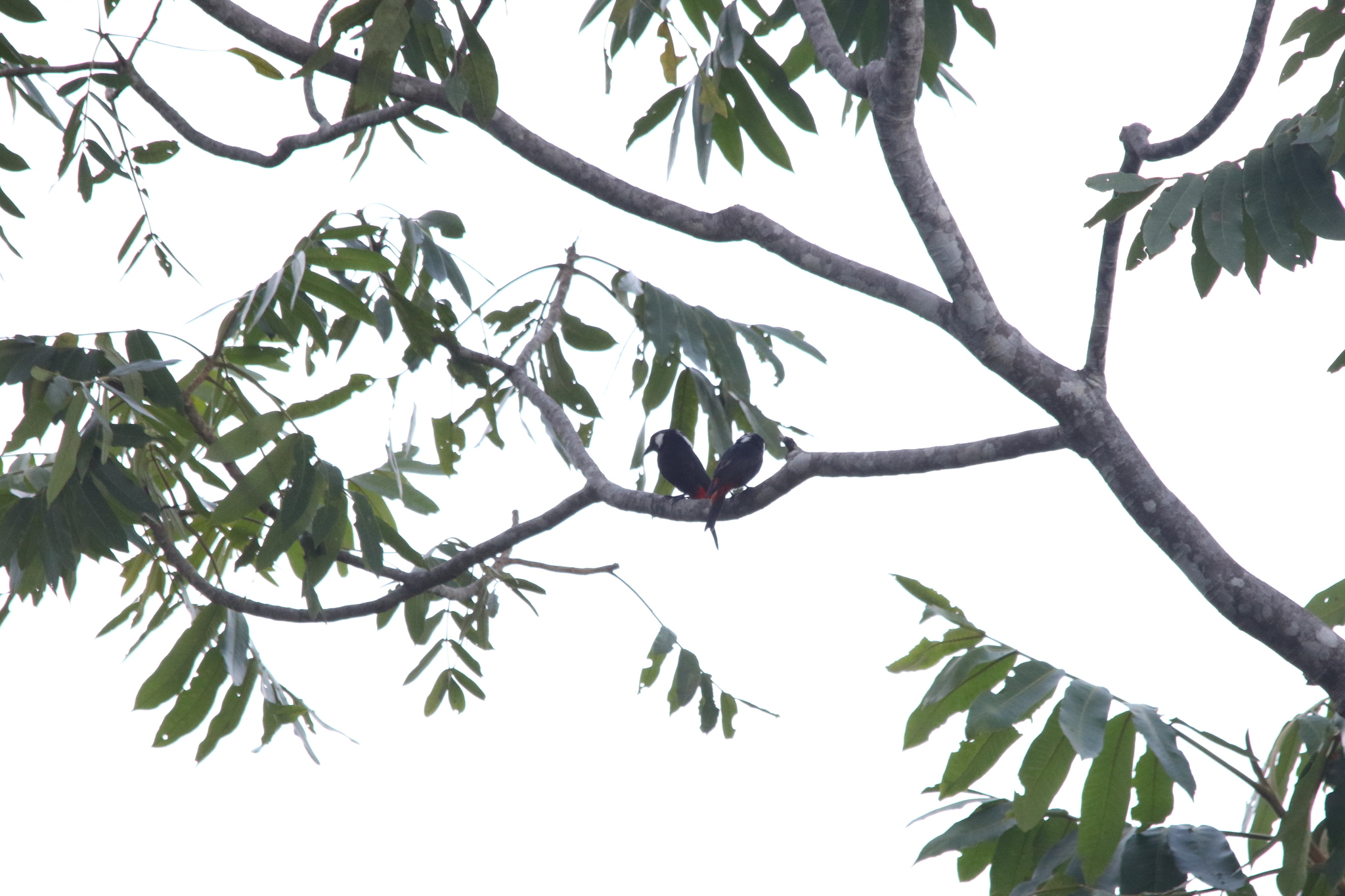 Lowland Peltops (Peltops blainvillii), photo 1