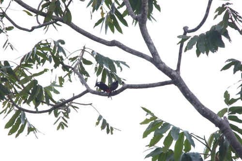 Lowland Peltops (Peltops blainvillii), photo 2