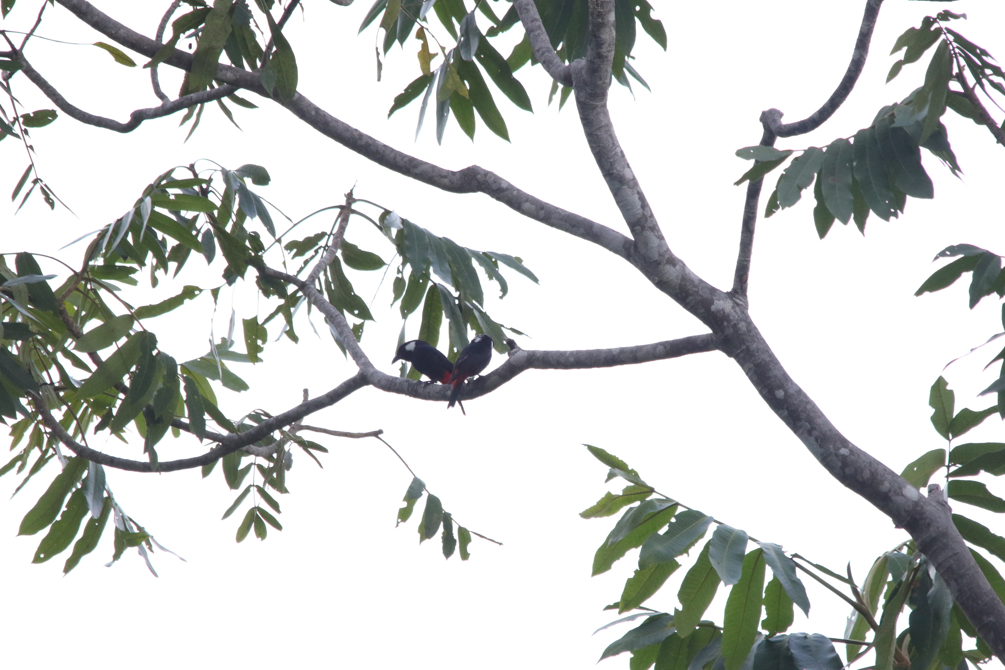 Lowland Peltops (Peltops blainvillii), photo 2