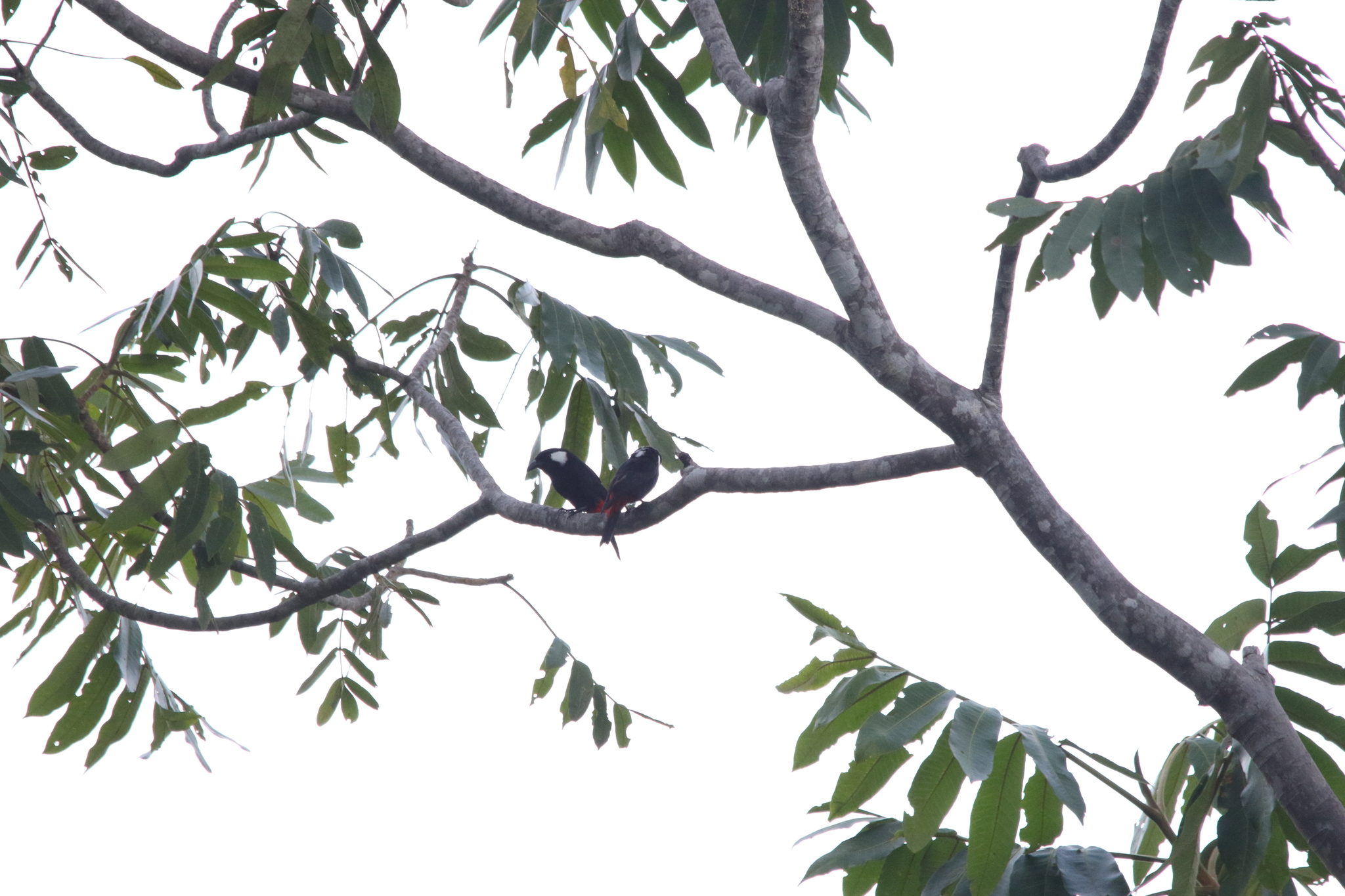 Lowland Peltops (Peltops blainvillii), photo 3