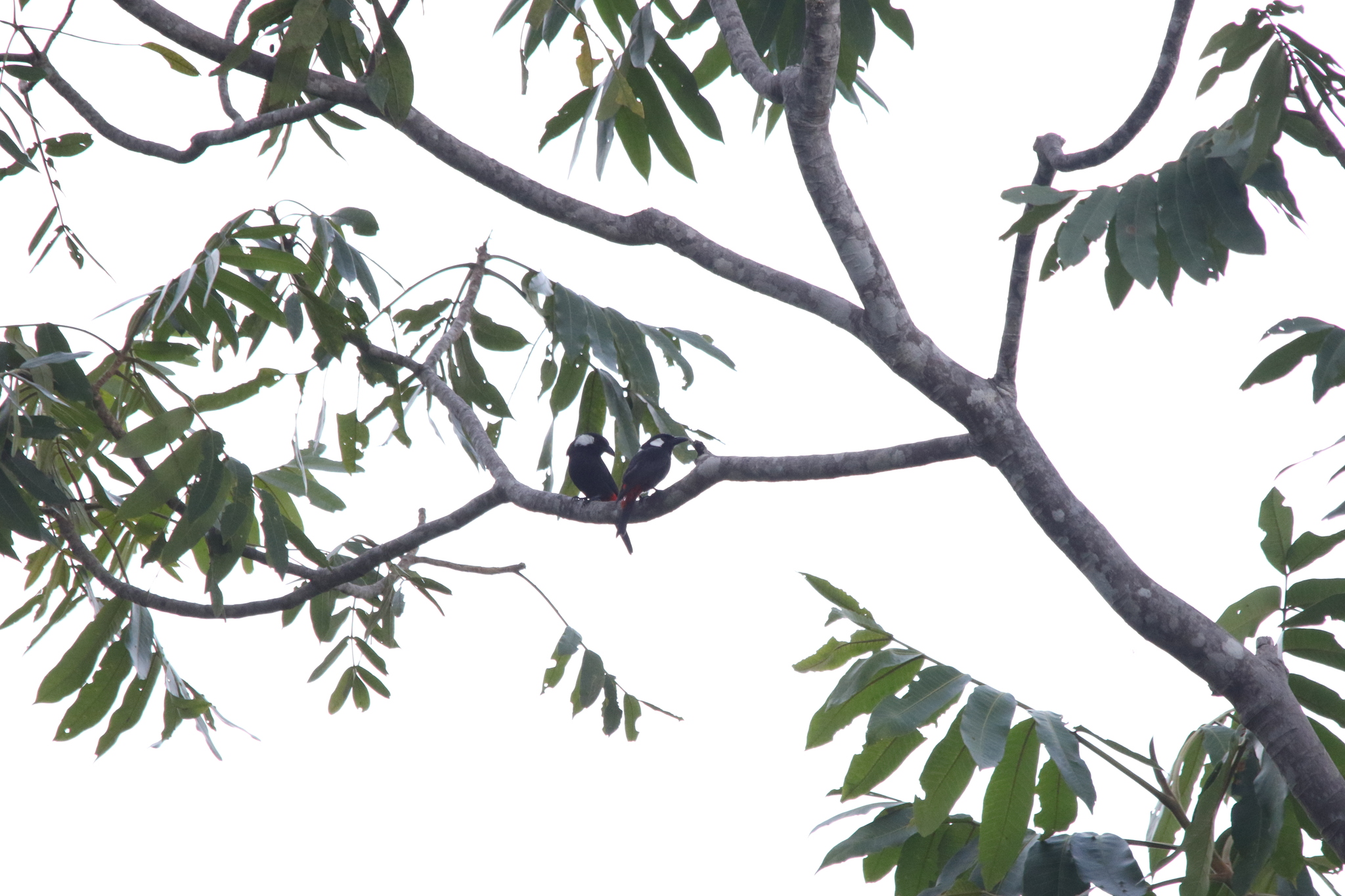 Lowland Peltops (Peltops blainvillii), photo 4